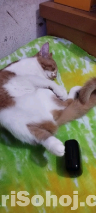 বিড়াল